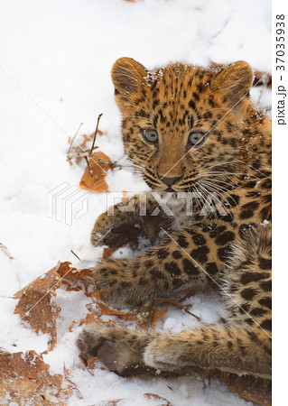 アムールヒョウの赤ちゃんの写真素材 [37035938] - PIXTA