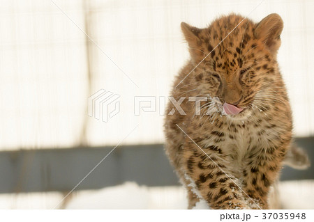 アムールヒョウの赤ちゃん 37035948