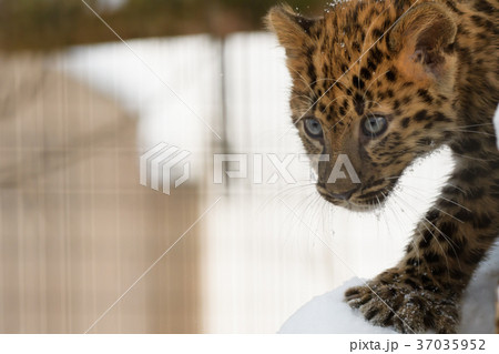 アムールヒョウの赤ちゃん 37035952