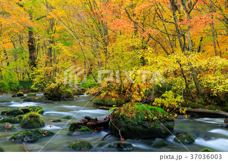 青森_紅葉の奥入瀬渓流 37036003
