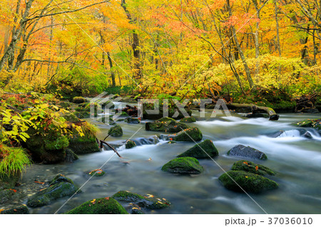 青森_紅葉の奥入瀬渓流 37036010