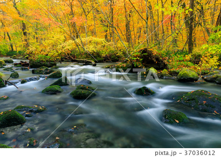 青森_紅葉の奥入瀬渓流 青森_紅葉の奥入瀬渓流 37036012