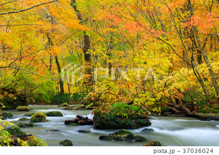 青森_紅葉の奥入瀬渓流 青森_紅葉の奥入瀬渓流 37036024