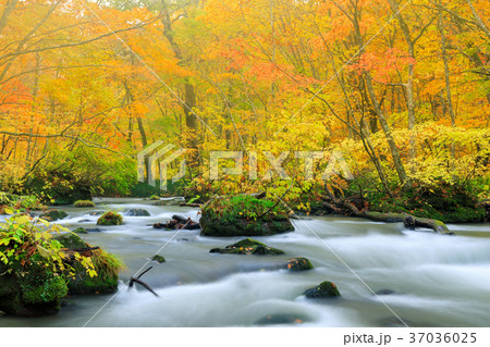 青森_紅葉の奥入瀬渓流 37036025