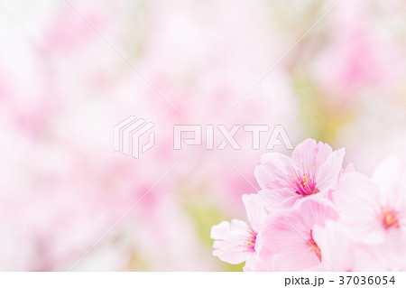 桜イメージ 37036054