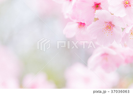 桜イメージ 桜イメージ 37036063