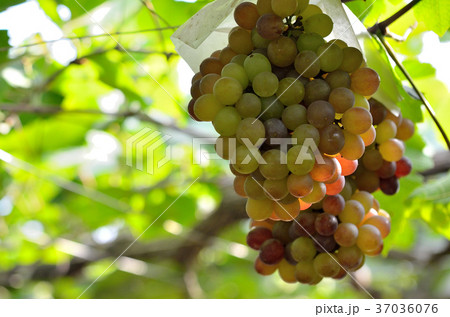 ブドウ狩り 37036076