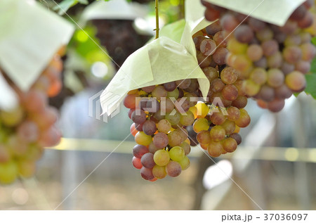 ブドウ狩り 37036097