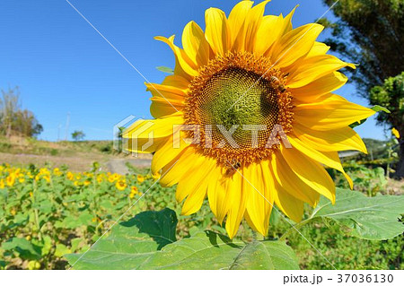 屋外 野外 アウトドア 37036130