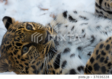 アムールヒョウ アムールヒョウ 37036228