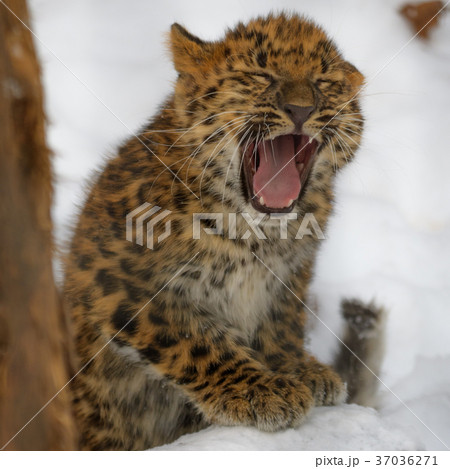 アムールヒョウの赤ちゃんの写真素材