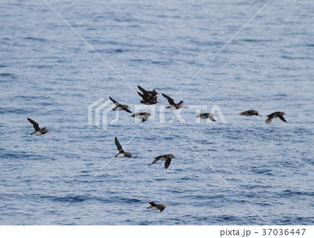 ウトウの飛翔 37036447