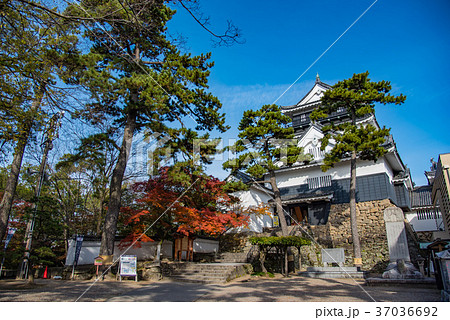 愛知　岡崎城の天守閣　紅葉 37036692