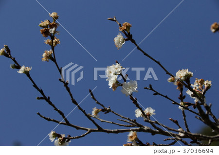 寒桜の花 37036694