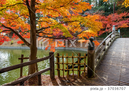 愛知　岡崎東公園の紅葉　ひょうたん池と観月橋 37036707