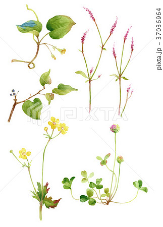 五草花 37036964