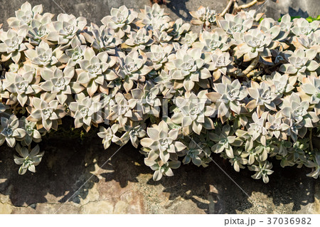 多肉植物 サキュレント 植物 37036982