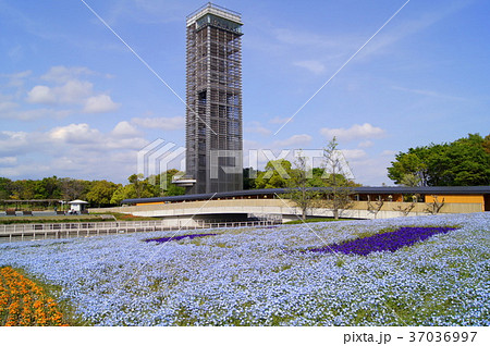 展望台とネモフィラの植栽花壇(浜名湖ガーデンパーク) 展望台とネモフィラの植栽花壇(浜名湖ガーデンパーク) 37036997