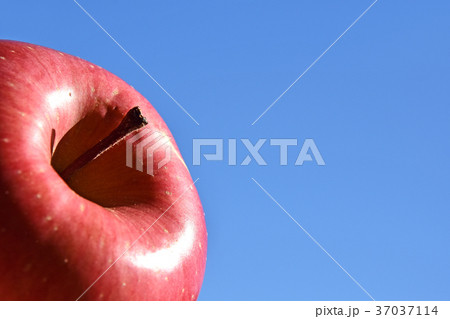 リンゴ（サンふじ） 37037114