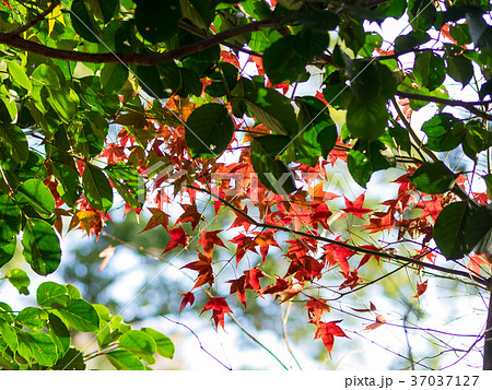 秋 あき 秋の 37037127