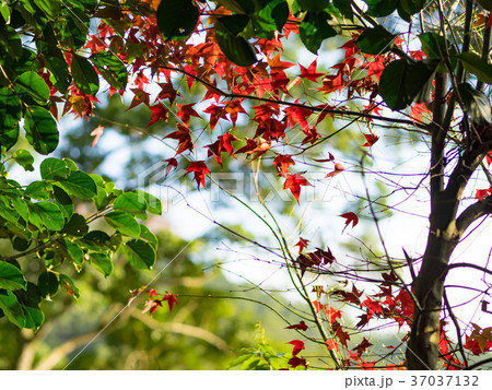 秋 あき 秋の 37037132