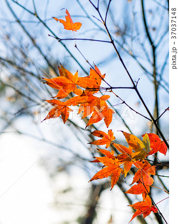 秋 あき 秋の 37037148