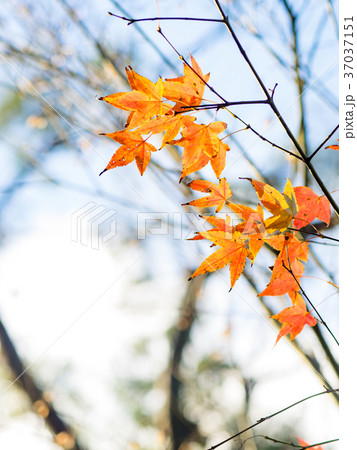 秋 あき 秋の 37037151