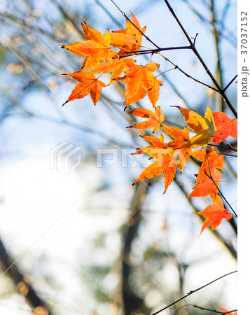 秋 あき 秋の 37037152
