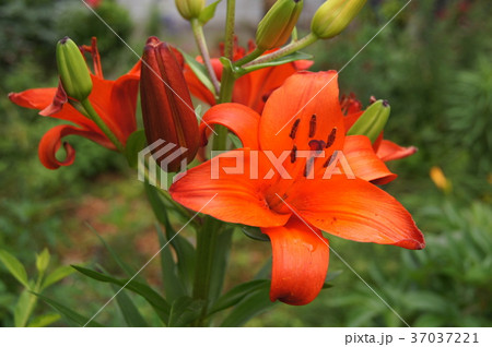 橙色のユリ(アジアンティック・ハイブリット) 橙色のユリ(アジアンティック・ハイブリット) 37037221