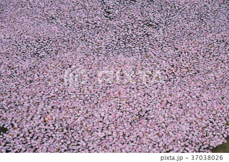 琵琶湖の花筏 37038026