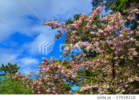 Cherry flowers (sakura) at city park 37038210