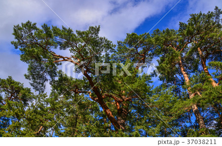 Green park at summer 37038211