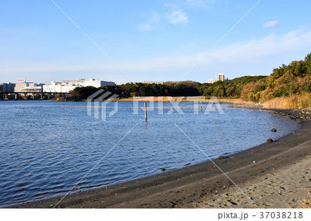 大井ふ頭海浜中央公園なぎさの森の干潟保全地区 37038218