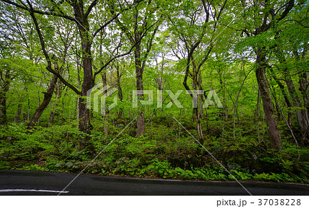 Oirase Gorge in Aomori, Tohoku, Japan 37038228