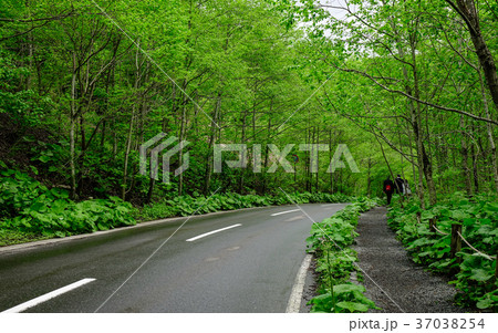 Oirase Gorge in Aomori, Tohoku, Japan 37038254