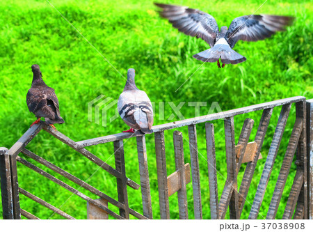 鳩のいる風景 こんな写真撮ってます 売ってます