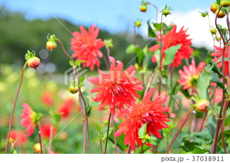 赤いダリアの花　クラリオン 37038911