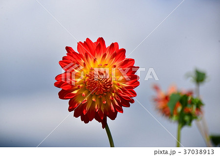 ダリアの花　インフォーマルファイアー 37038913