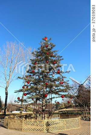 ふなばしアンデルセン公園のクリスマスツリーと風車 12月 千葉県船橋市の写真素材