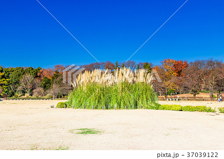 東京　神代植物公園　芝生広場のパンパスグラス 37039122