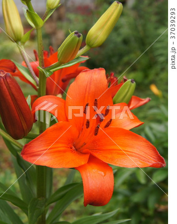 橙色のユリ(アジアンティック・ハイブリット) 橙色のユリ(アジアンティック・ハイブリット) 37039293