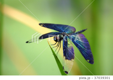 美しいチョウトンボ 37039301
