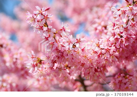 早咲き桜　オカメザクラの花 37039344