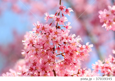 早咲き桜　オカメザクラの花 37039345