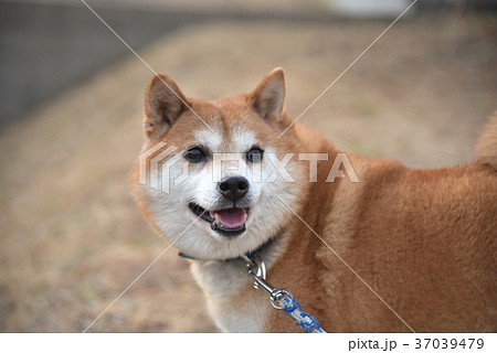 <柴犬>　笑顔　振り向き 37039479