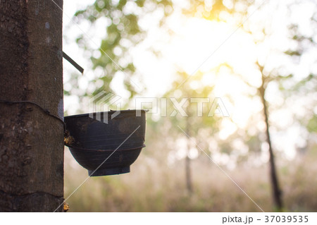 Trunk rubber Hevea brasiliensis tree. Trunk rubber Hevea brasiliensis tree. 37039535