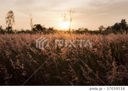 Silhouette of grass flower on sunset background. Silhouette of grass flower on sunset background. 37039538