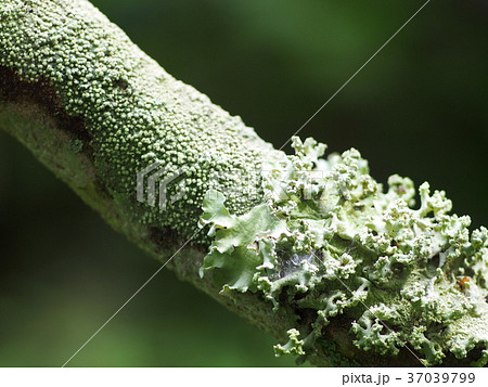 small group of light soft green moss lichens  37039799