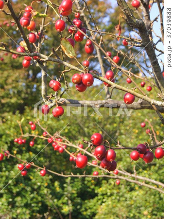 ヒメリンゴ：イヌリンゴ（クラブアップル） 37039888