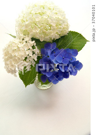 花瓶差しのアジサイ（アナベル他） 37040101